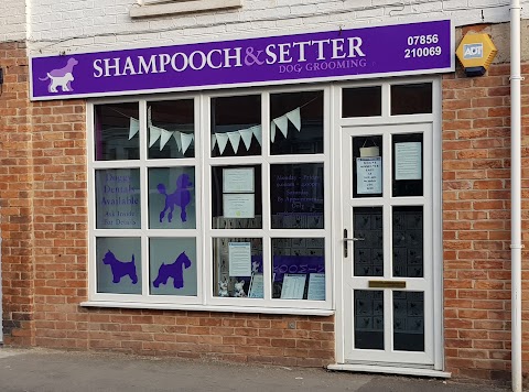 Shampooch & Setter dog grooming