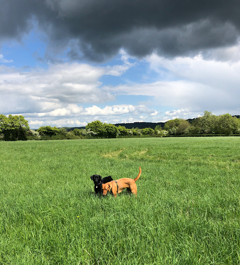 Play And Walkies - Dog Walking in Yate