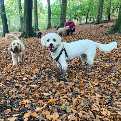 Caldy Valley Dog Walking