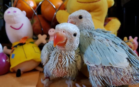 Indian Ringneck Parrots Manchester