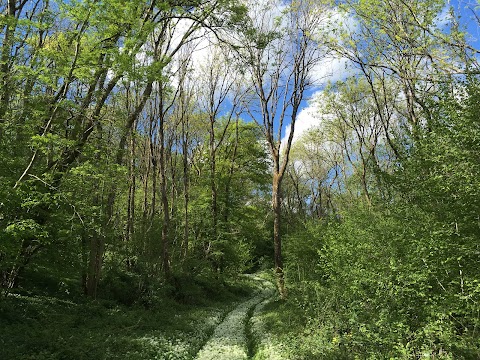 Colerne Park and Monk's Wood