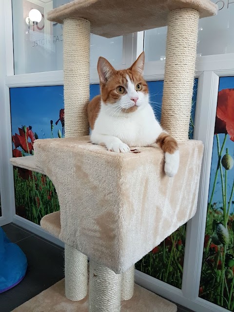 Longcroft Luxury Cat Hotel Southport, Merseyside