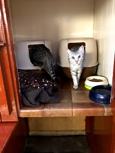 Bowlers Boarding Cattery