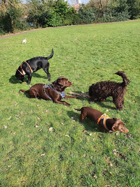 Halesowen Dog Care - Dog walking, boarding, day care etc.