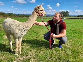 Somerset Alpaca Trekking