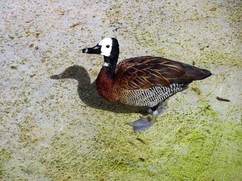 Bird Safari