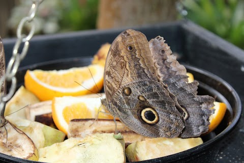 Butterfly World IOW