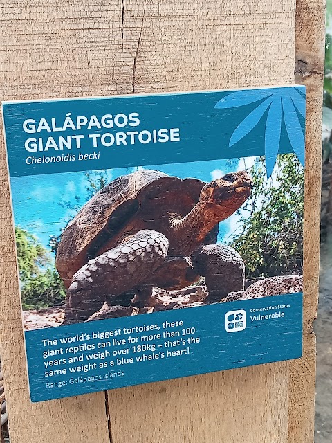 Galapagos Tortoises