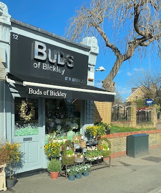 Buds of Bickley