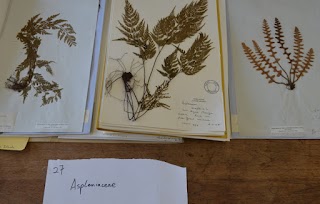 University of Reading Herbarium
