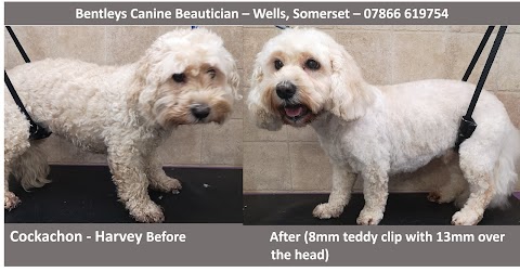 Bentleys Canine Beautician - Dog & Cat Grooming in Wells