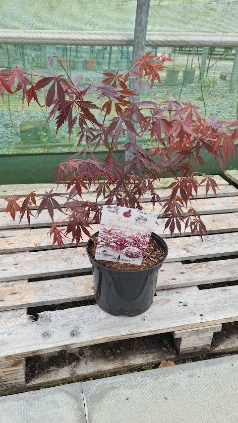 Loch Hills Plant Centre