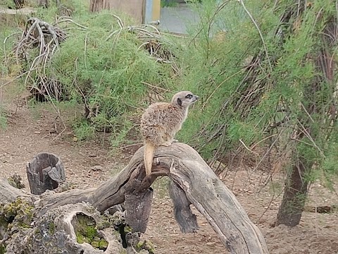 Meerkats