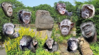 Wales Ape & Monkey Sanctuary