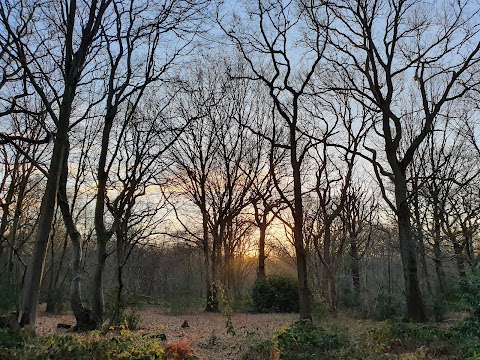 Ruislip Woods