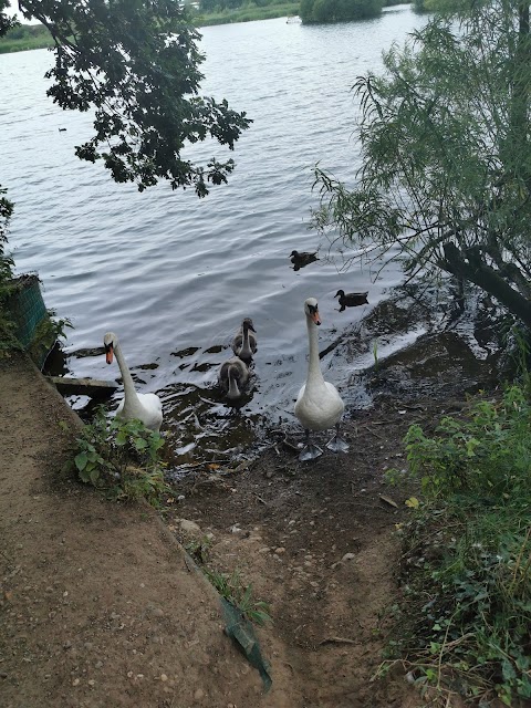 Attenborough Natural Park