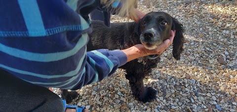 Purdey Pups Grooming