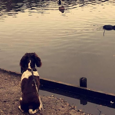 Bark And Bubbles