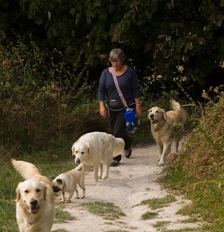 Kate's Dog Walking (Worthing)