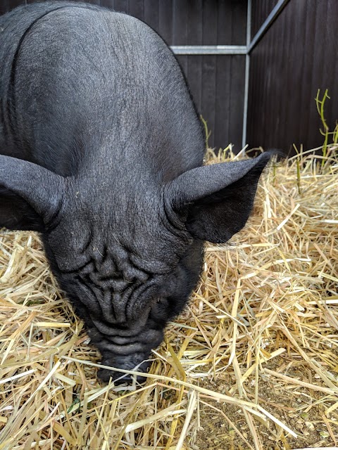 St. Anne's City Farm and Ecology Centre