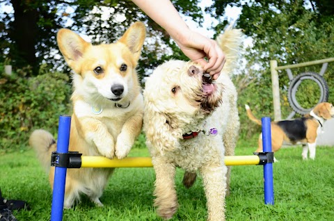 Pack Buddies Doggy Daycare Southampton