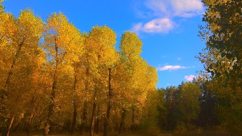 Лесопарковая зона