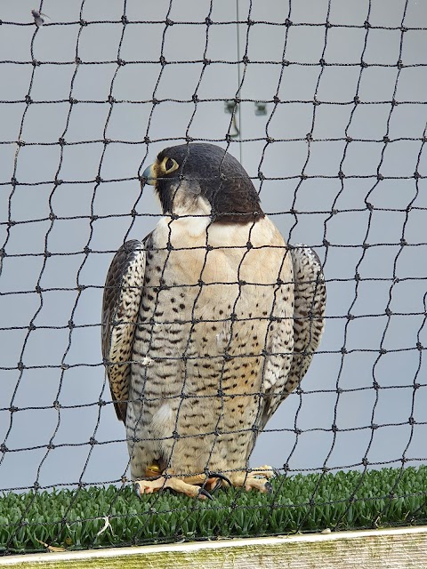 The British Bird of Prey Centre