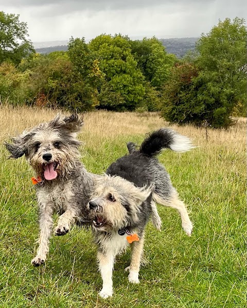 Pawtrailsofbath Dog Walking Service