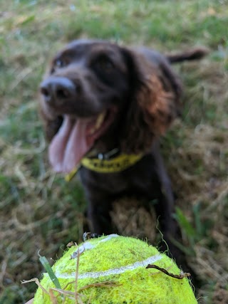 Terri's Bark and Stroll