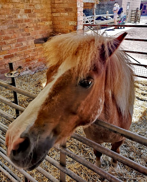 Stonehurst Family Farm and Motor Museum