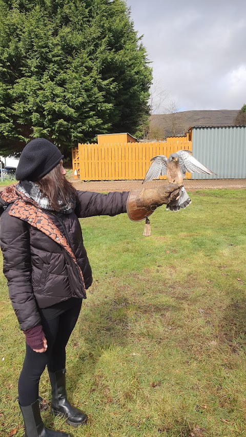 Strathblane Falconry