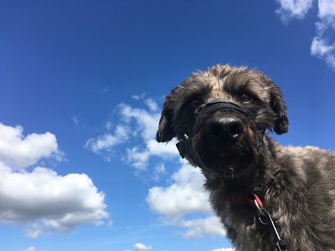 Happy Paws Leeds Dog Walks