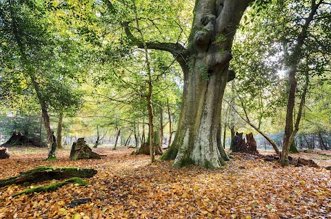 New Forest Cottages