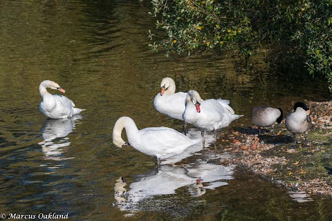 Attenborough Nature Reserve