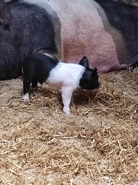 Hesketh Farm Park