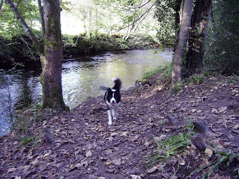 Tails On Trails Dog Walking