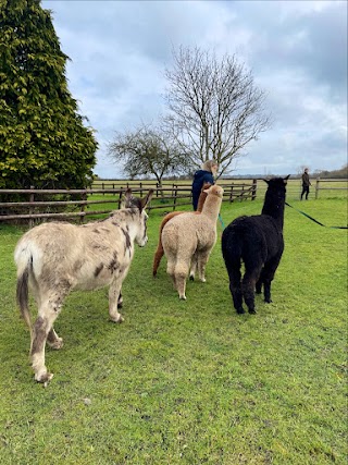 Wiltshire Alpacas