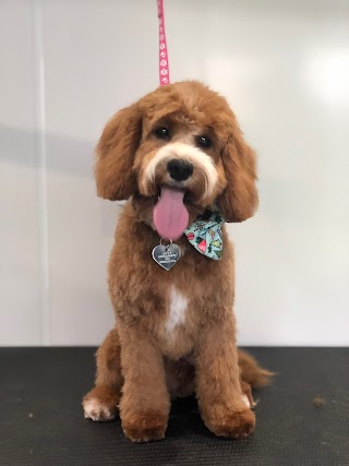 Pawstars Dog Groomers -City & Guilds 3 Qualified