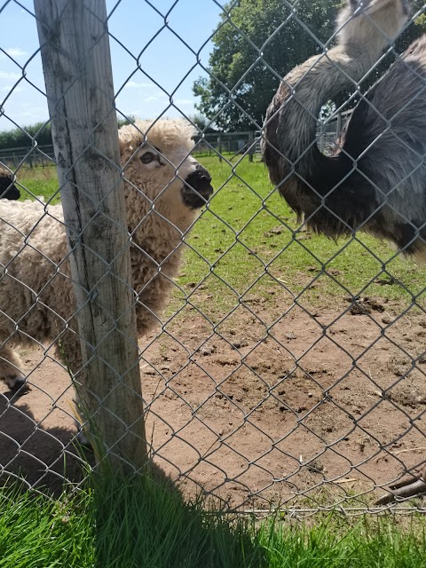 Scotty's Donkeys & Animal Park