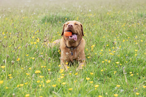 A Pawfect Time