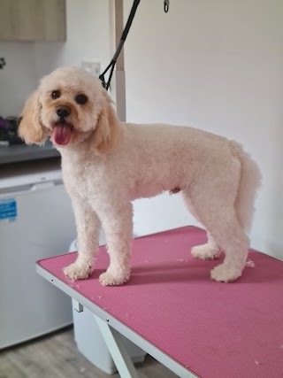 Waterside dog grooming and home boarding