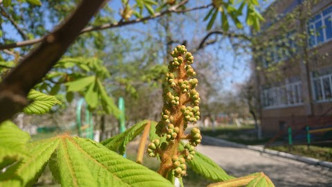 Фастівський дитячий будинок