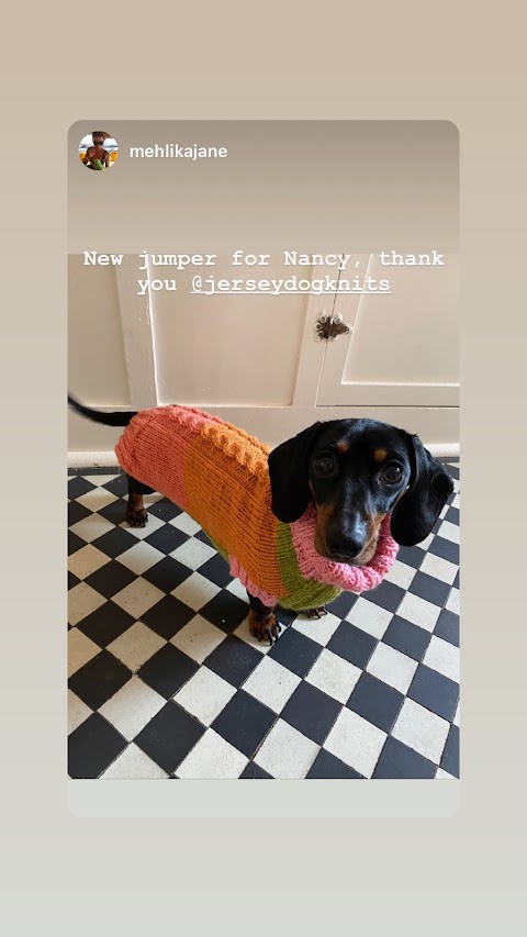 Jersey Dog Knits