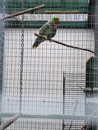 Hall Farm Cattery