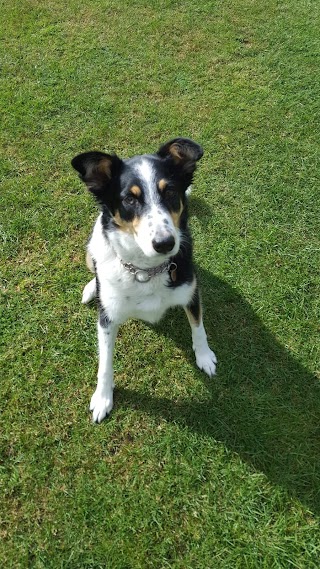 Tynehill Boarding Kennels