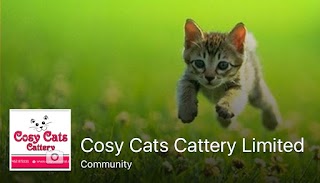 Cosy Cats Cattery Wirral