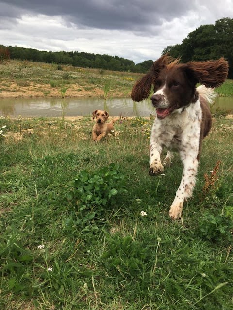 Lovin Paws Dog Walking & Boarding Arborfield & Winnersh