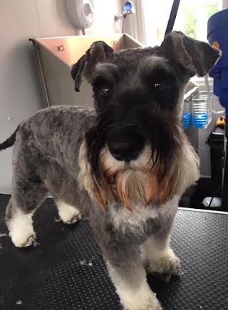 Shipley View Dog Grooming Studio