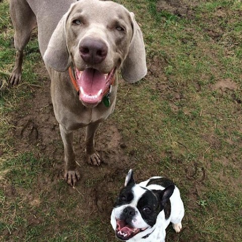 The house & zoo keeper dog walker pet companion