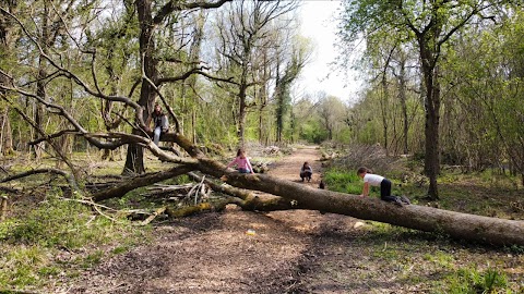 Lower Woods Nature Reserve